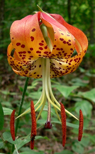 {Lilium michauxii}